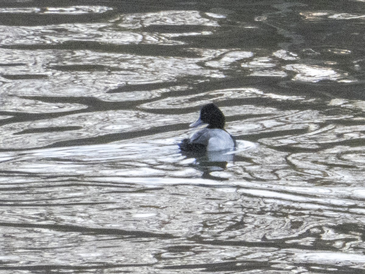 Lesser Scaup - ML315904561