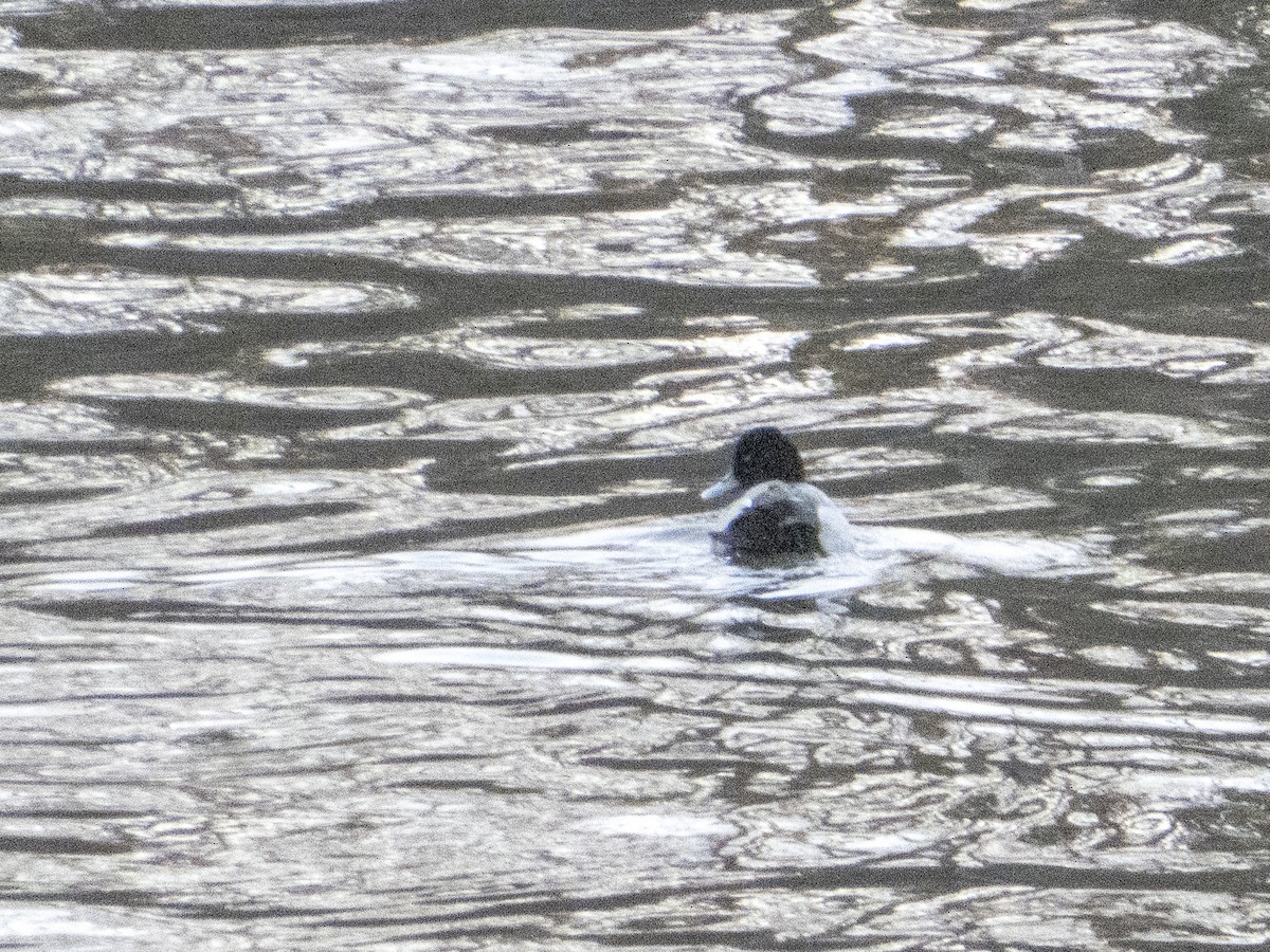 Lesser Scaup - ML315904571