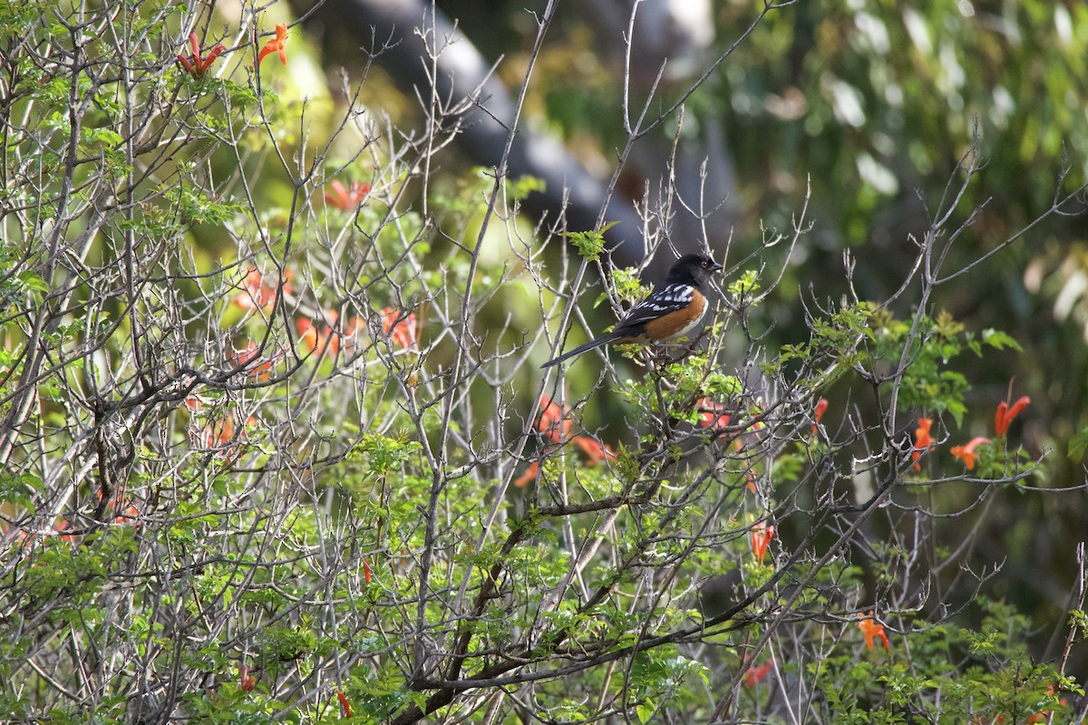 Spotted Towhee - Luis Santiago