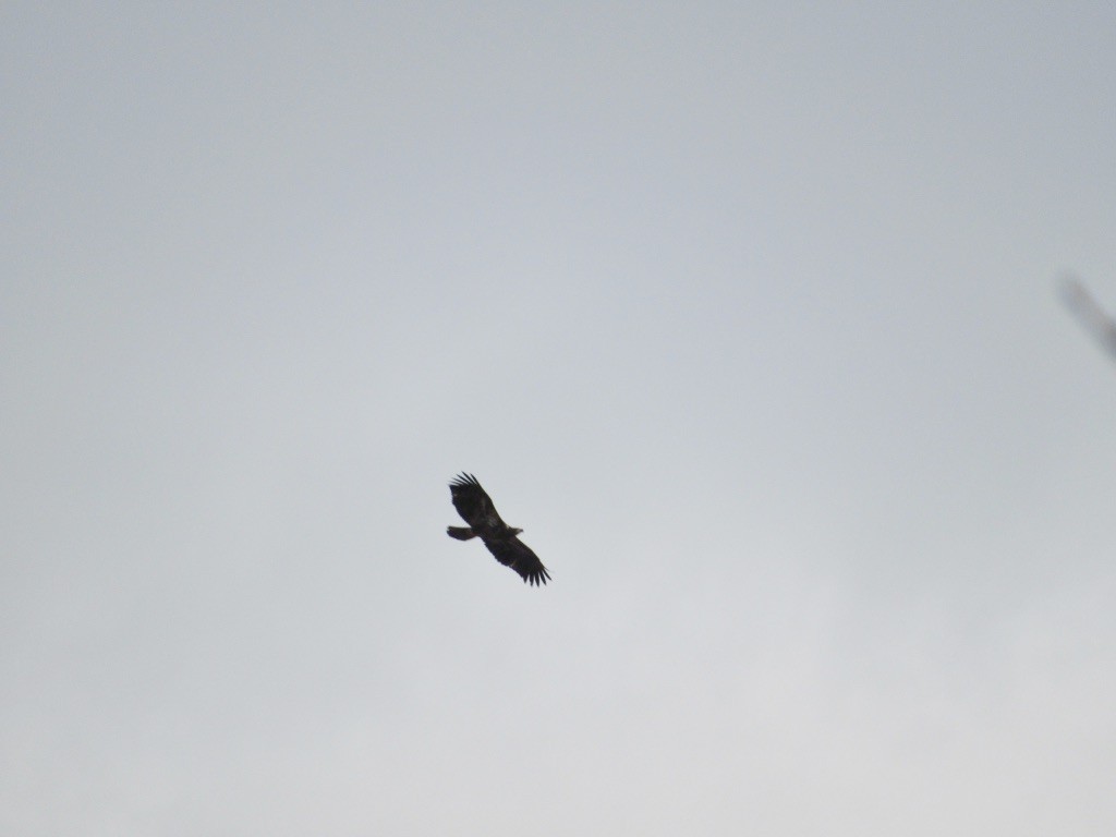 Bald Eagle - ML315905751