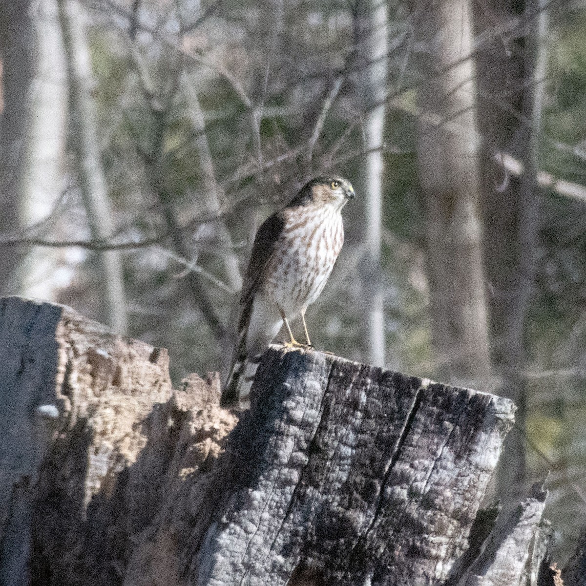 Sharp-shinned Hawk - ML315905921