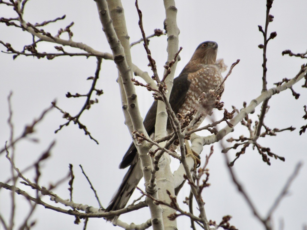 Cooper's Hawk - ML315906171