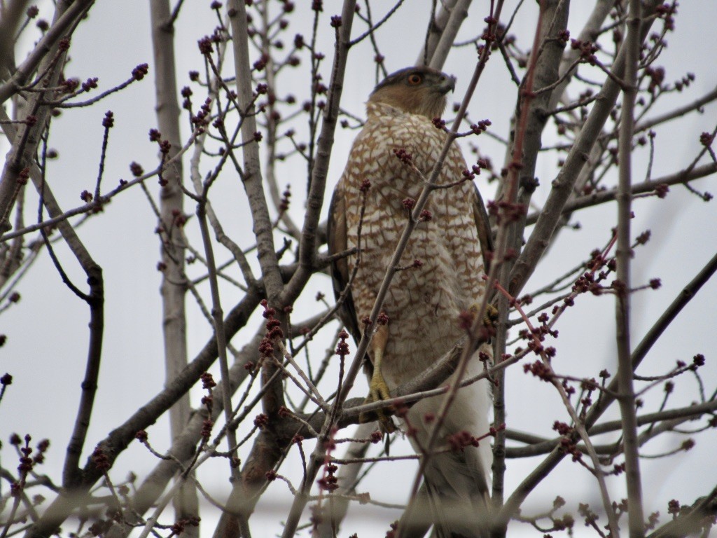 Cooper's Hawk - ML315906191