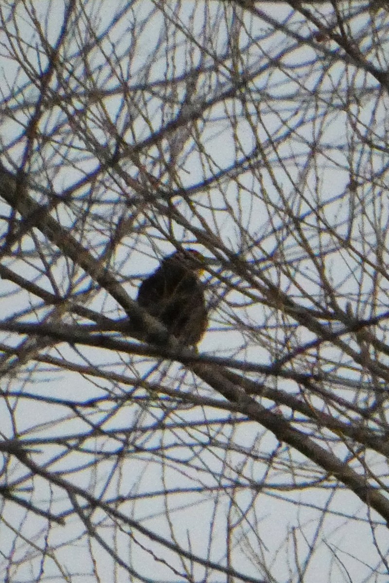 Eastern Meadowlark - ML315907071