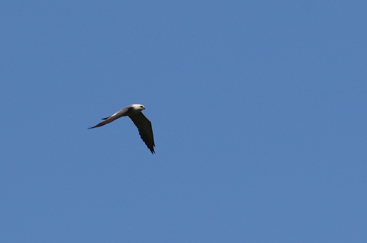 Mississippi Kite - Nathan Dubrow