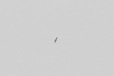 Цармын бүргэд - ML315908381