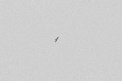 Цармын бүргэд - ML315908391