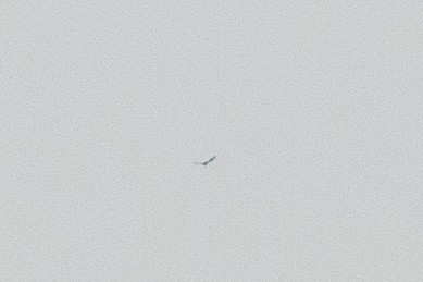 Цармын бүргэд - ML315908401