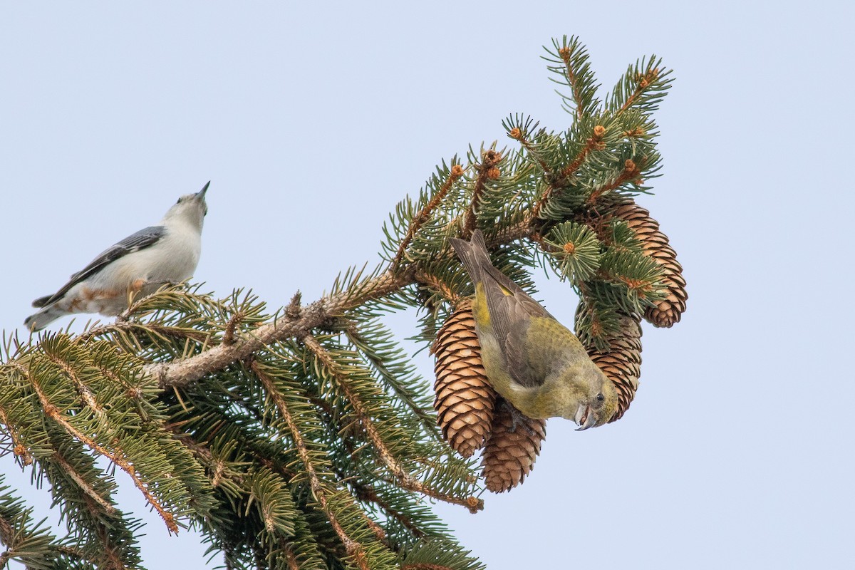 Red Crossbill (Northeastern or type 12) - ML315908951
