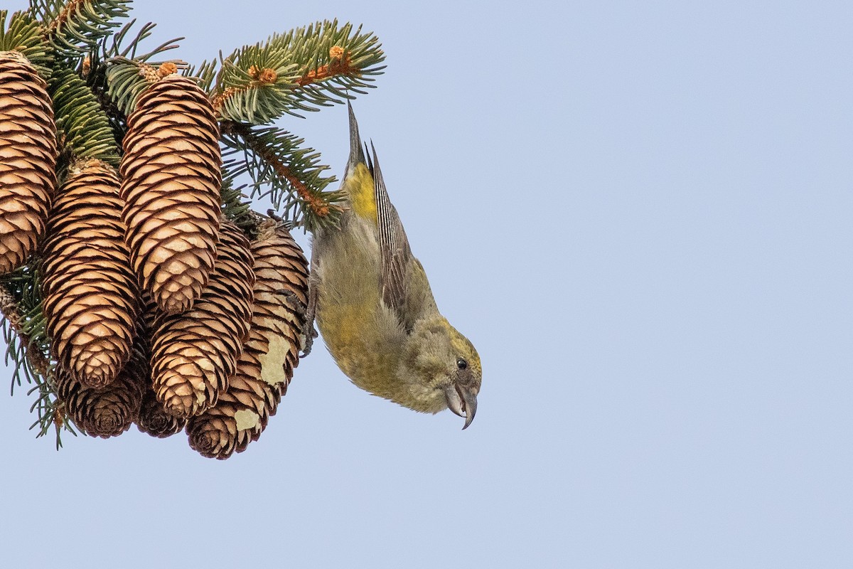 Red Crossbill (Northeastern or type 12) - ML315908961