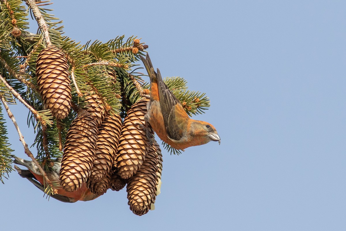 Red Crossbill (Northeastern or type 12) - ML315908981