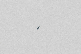 Цармын бүргэд - ML315909251