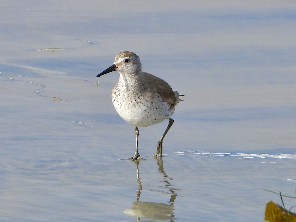 Red Knot - ML315909981
