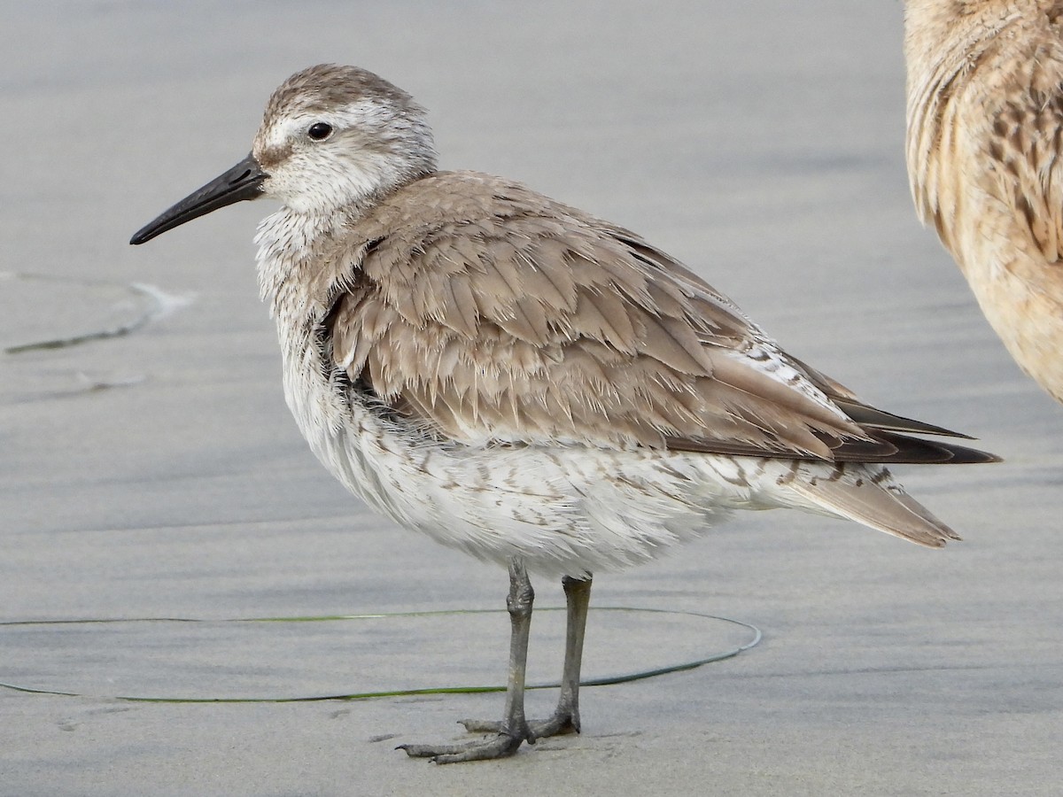 Red Knot - ML315910001