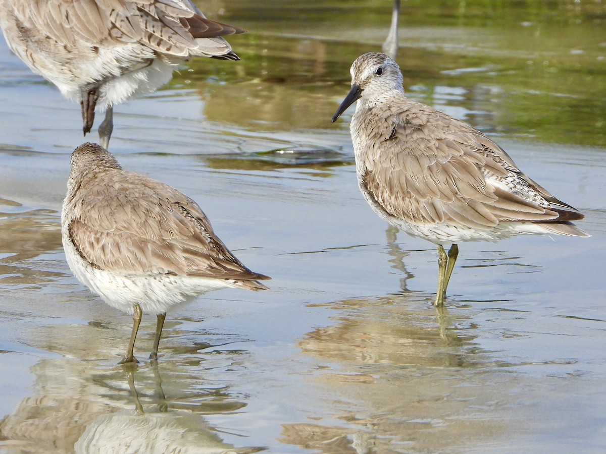 Red Knot - ML315910011