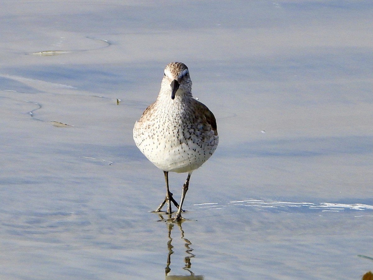 Red Knot - ML315910021