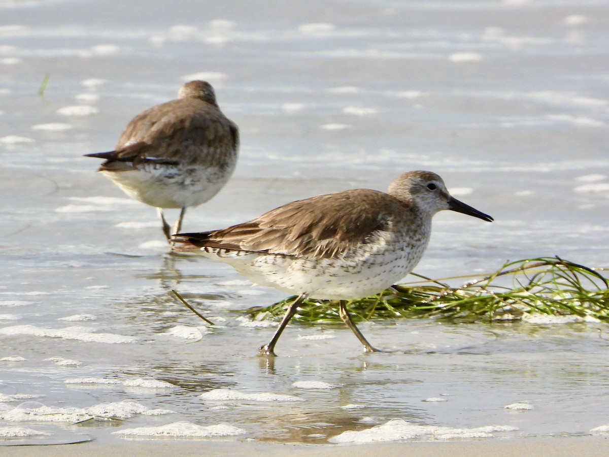 Red Knot - ML315910031
