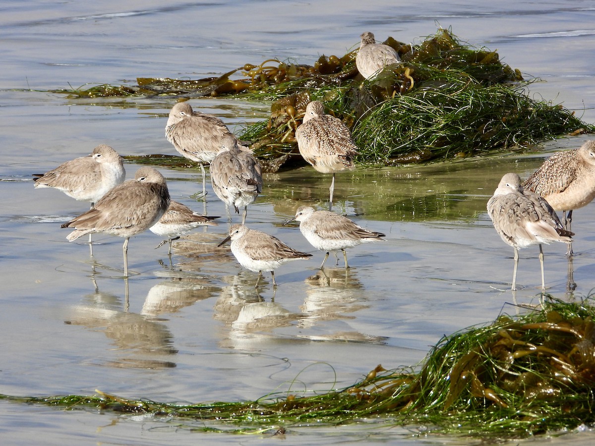 Red Knot - ML315910041