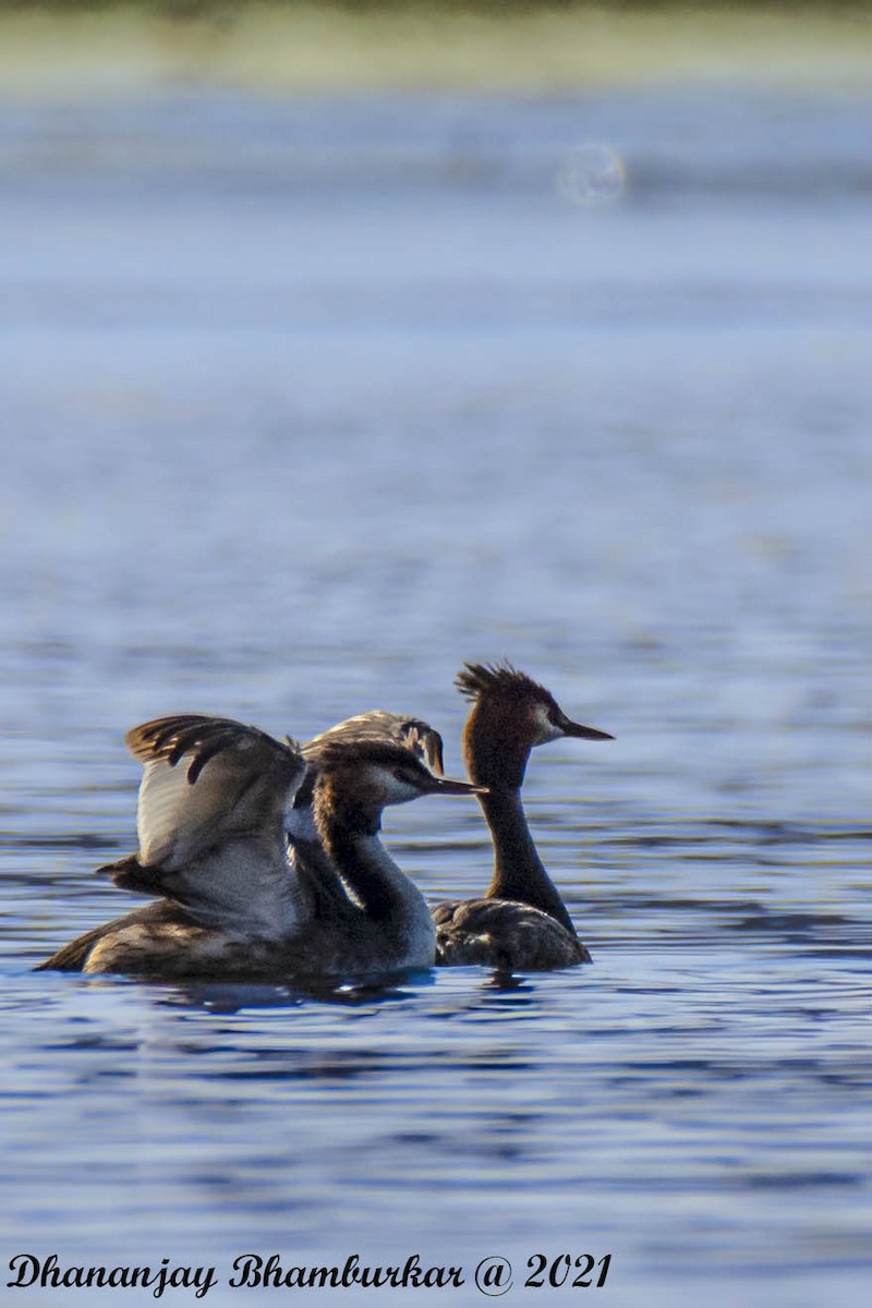 Great Crested Grebe - ML315910661