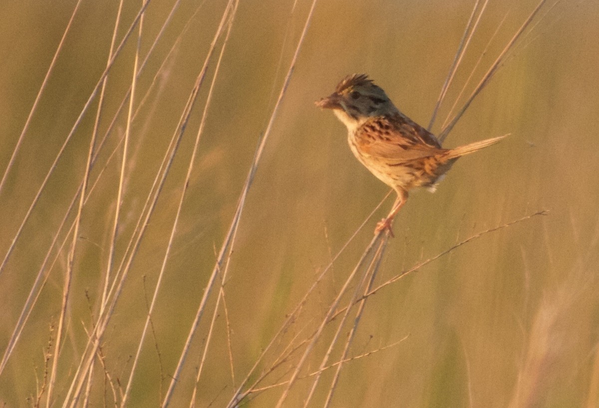 Henslow's Sparrow - Brian  Collins