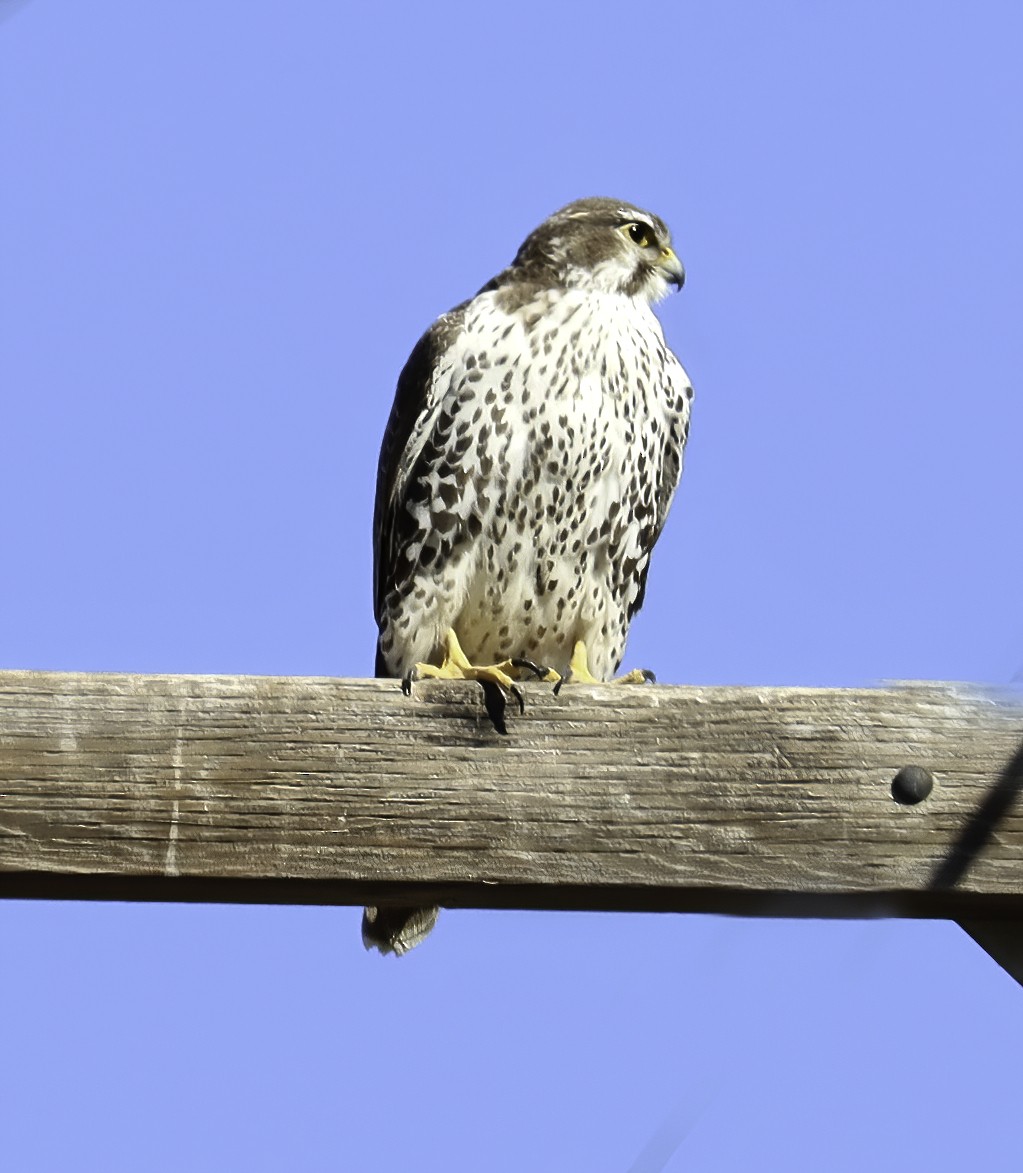 Prairie Falcon - Charlotte Byers