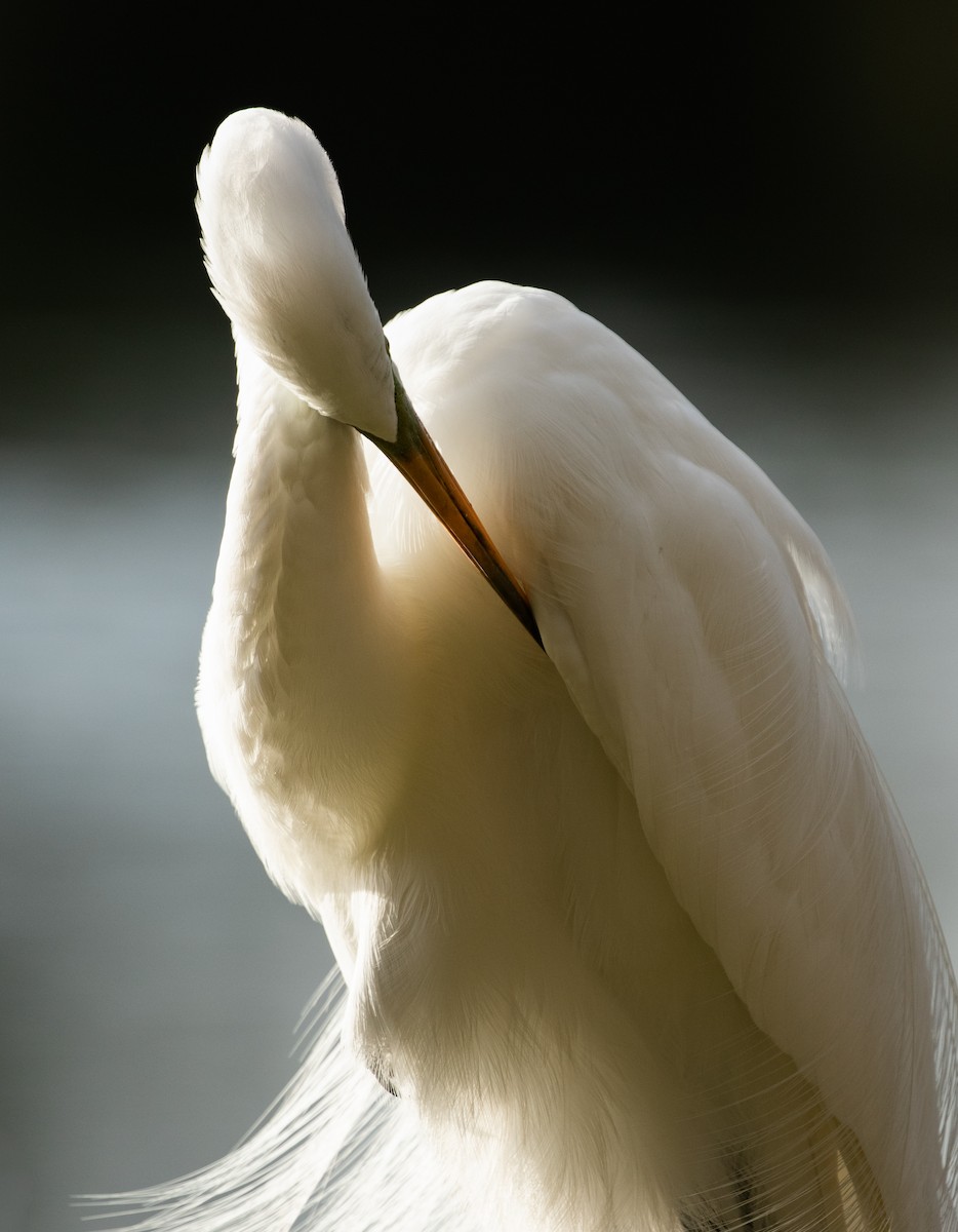 Great Egret - Ronan Nicholson