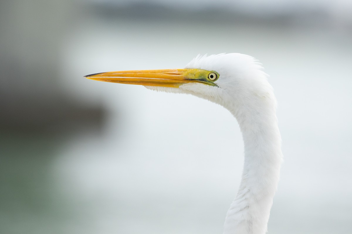 Great Egret - Ronan Nicholson