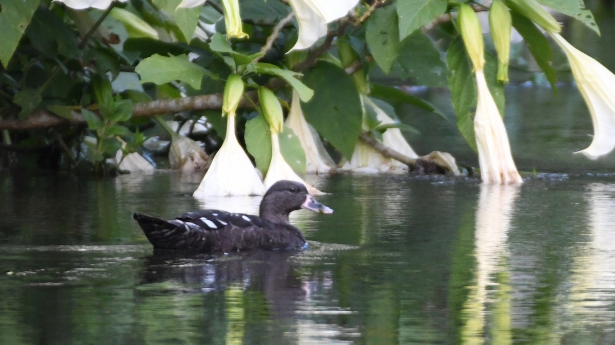 African Black Duck - ML315913551