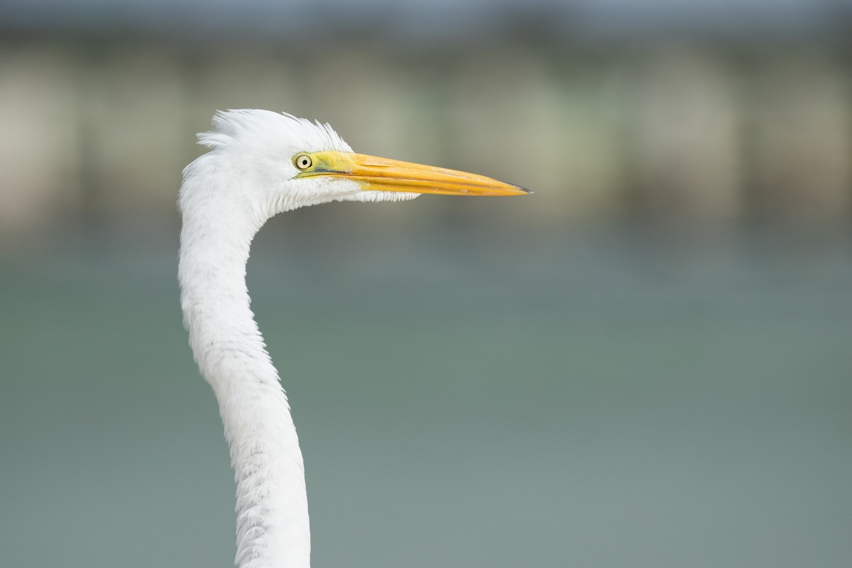 Great Egret - Ronan Nicholson