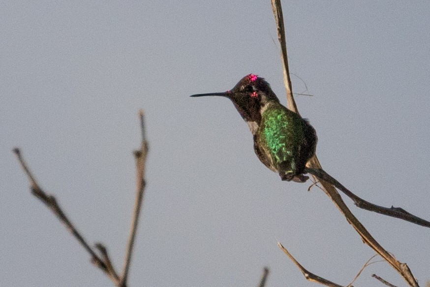 Anna's Hummingbird - ML315913961