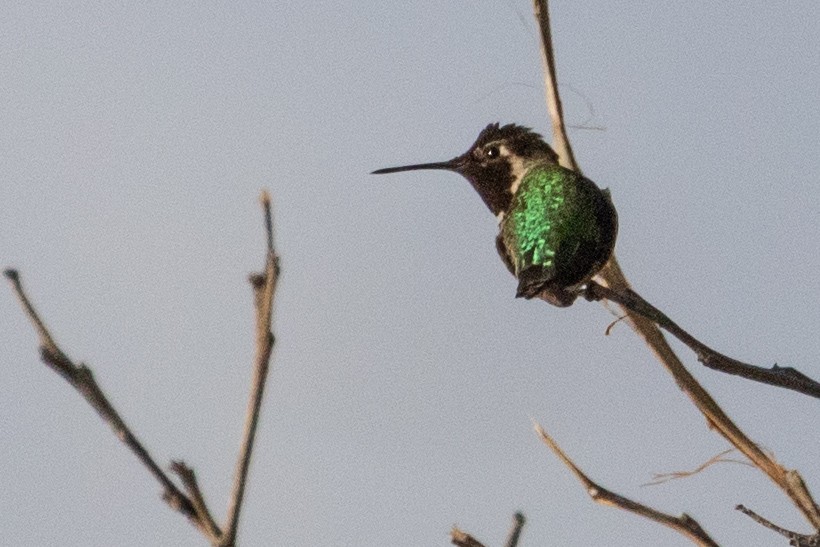 Anna's Hummingbird - Sue Wright