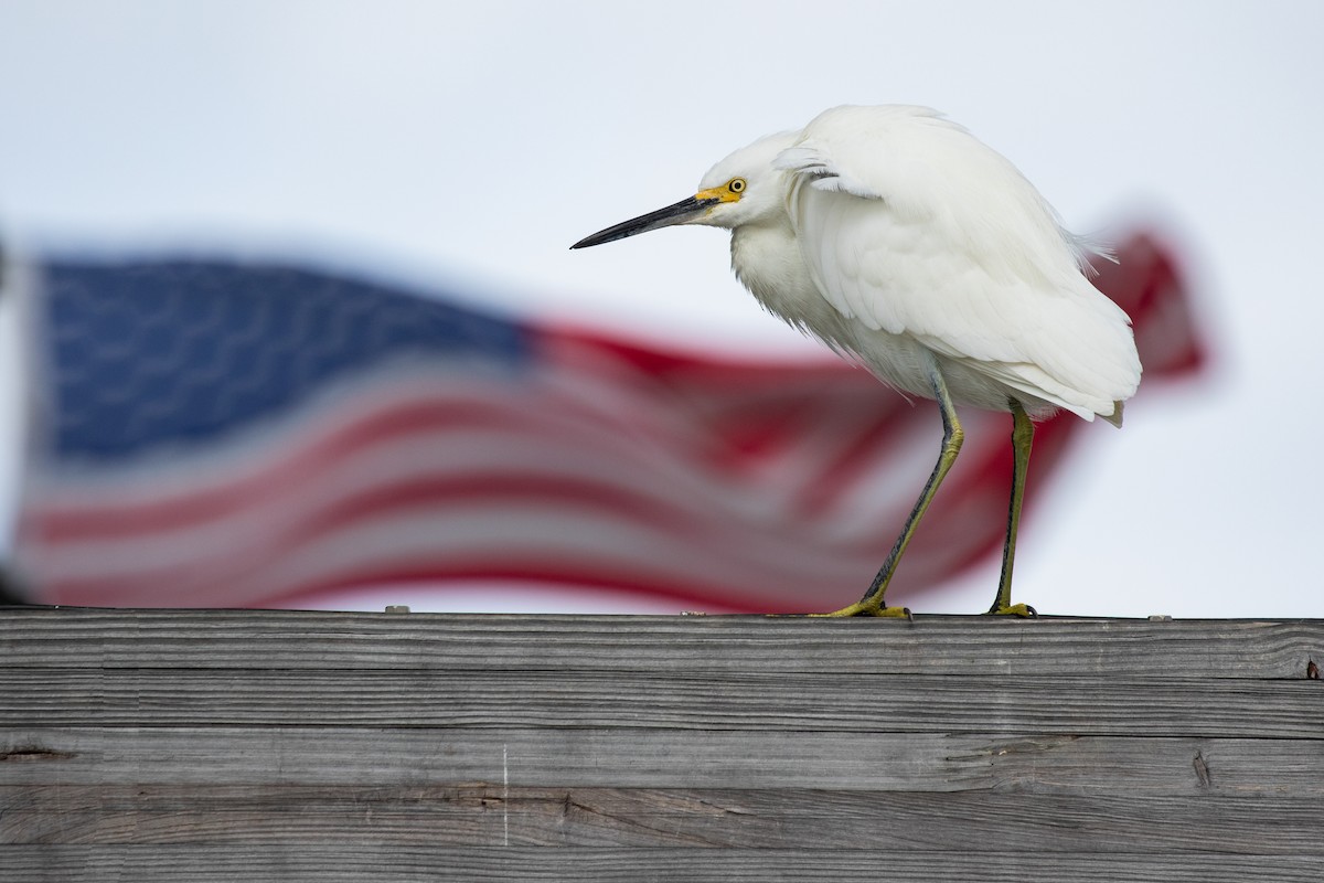 Snowy Egret - ML315914421