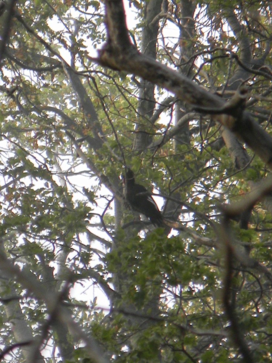 Magellanic Woodpecker - Benito Rosende Godoy