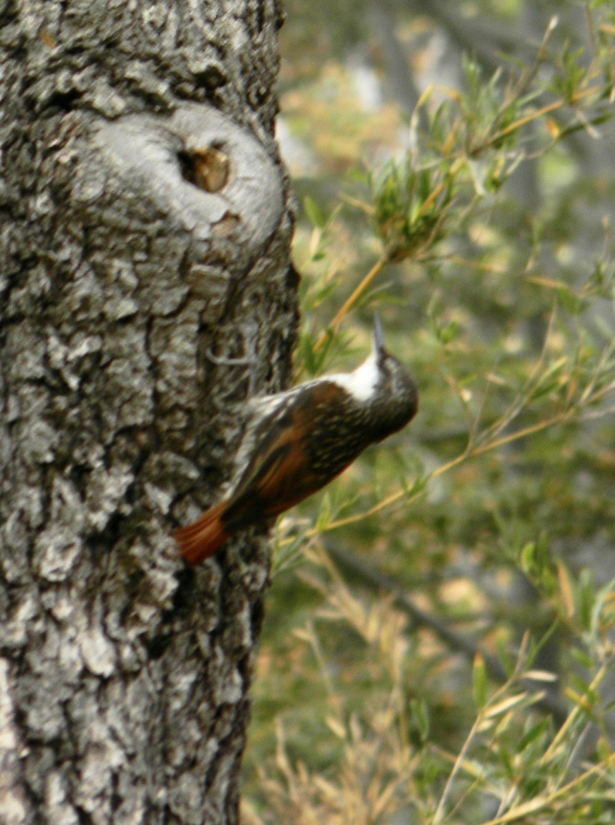 White-throated Treerunner - ML315914681