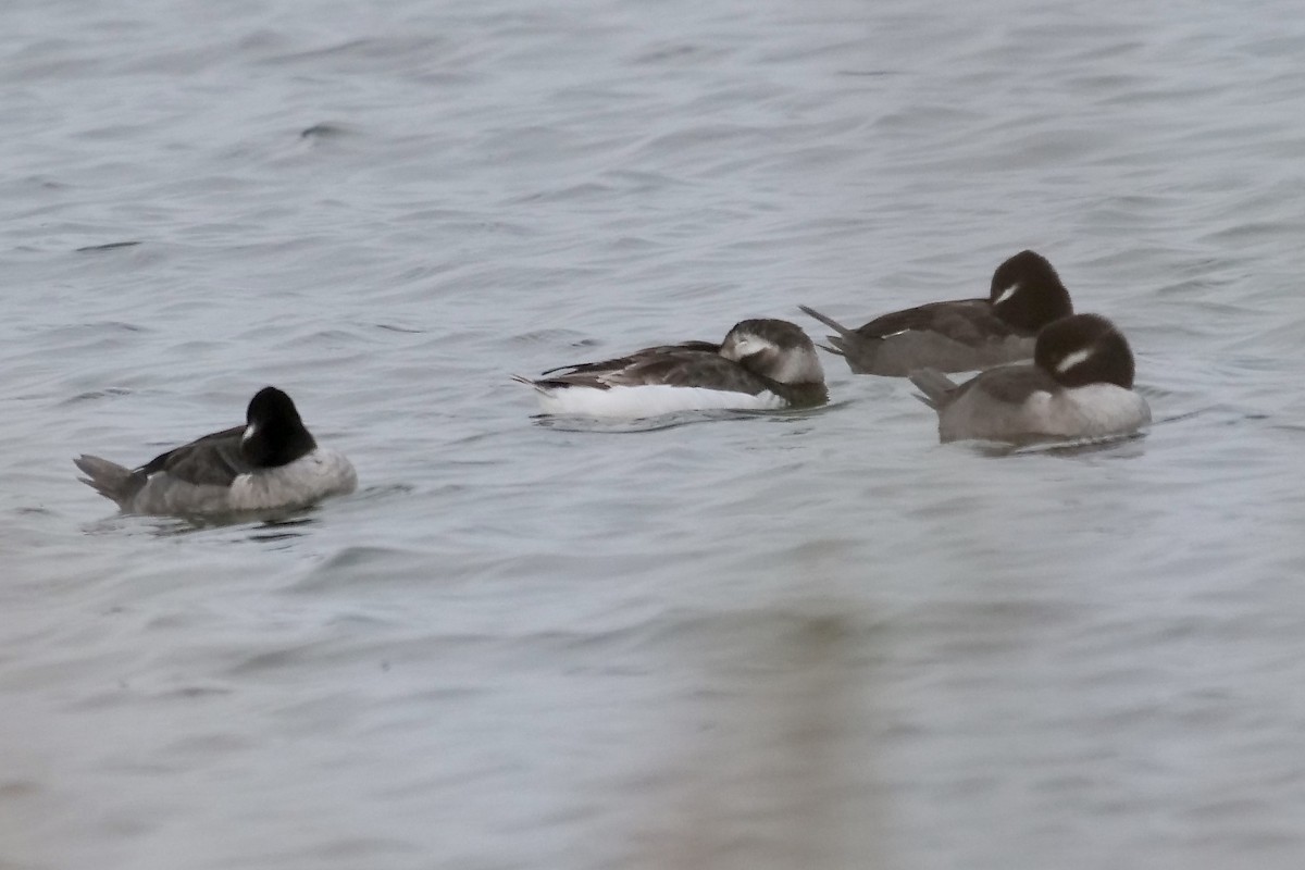 Long-tailed Duck - ML315915041