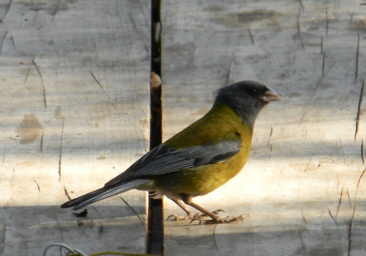 Gray-hooded Sierra Finch - ML315915051