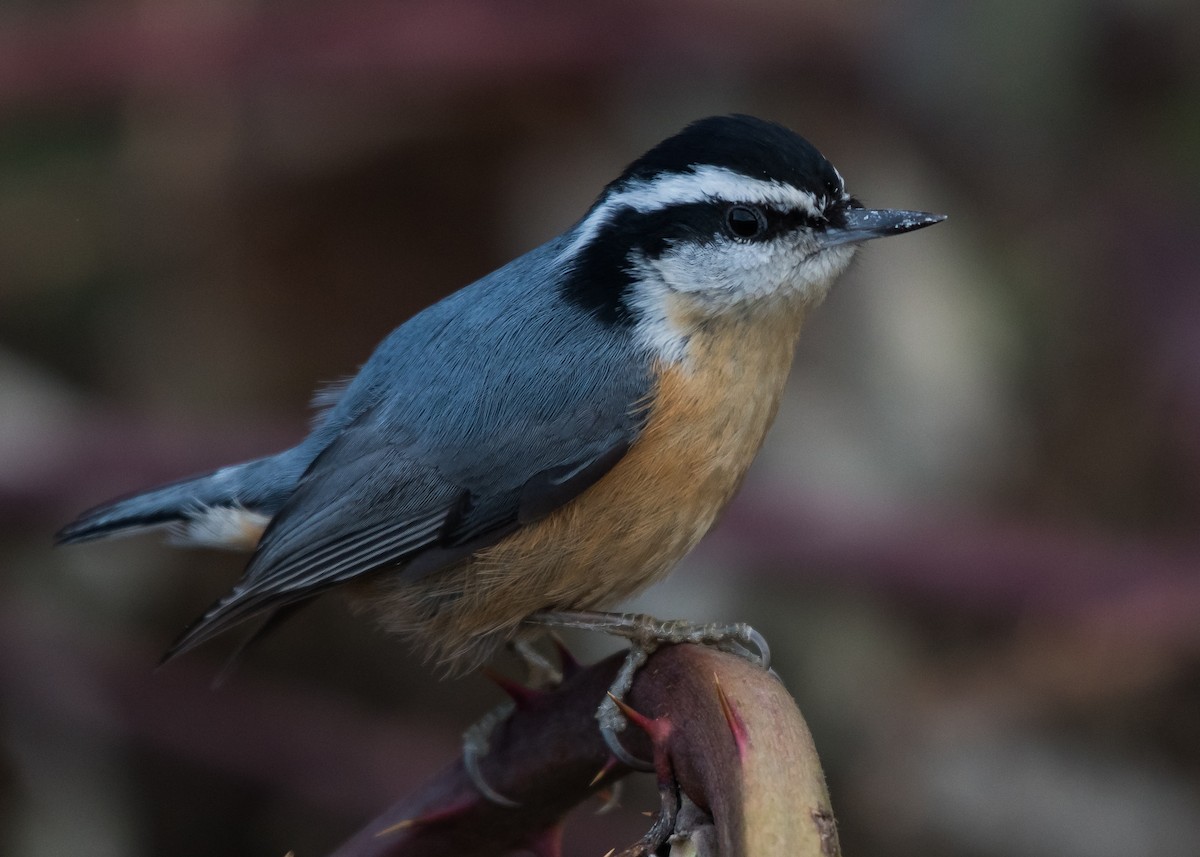 Red-breasted Nuthatch - Nick Balachanoff