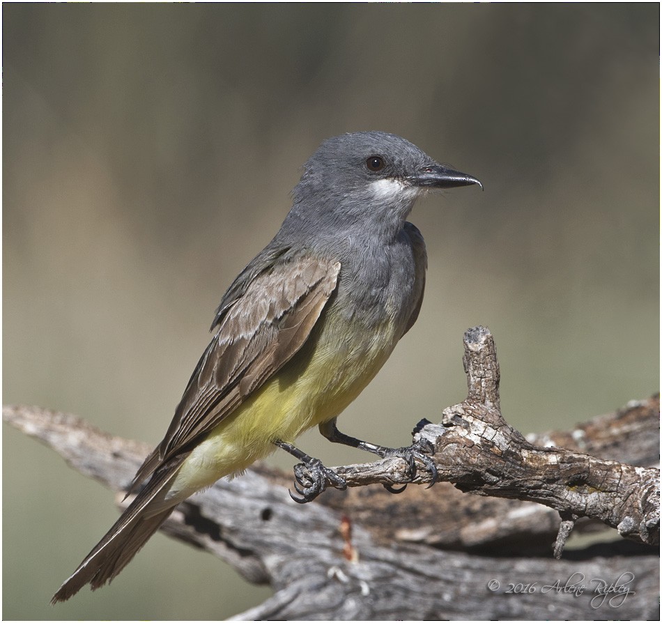 Cassin's Kingbird - ML31591601