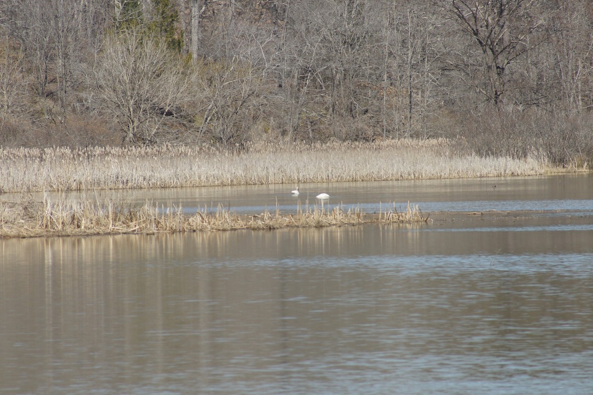 Cygne siffleur - ML315917071