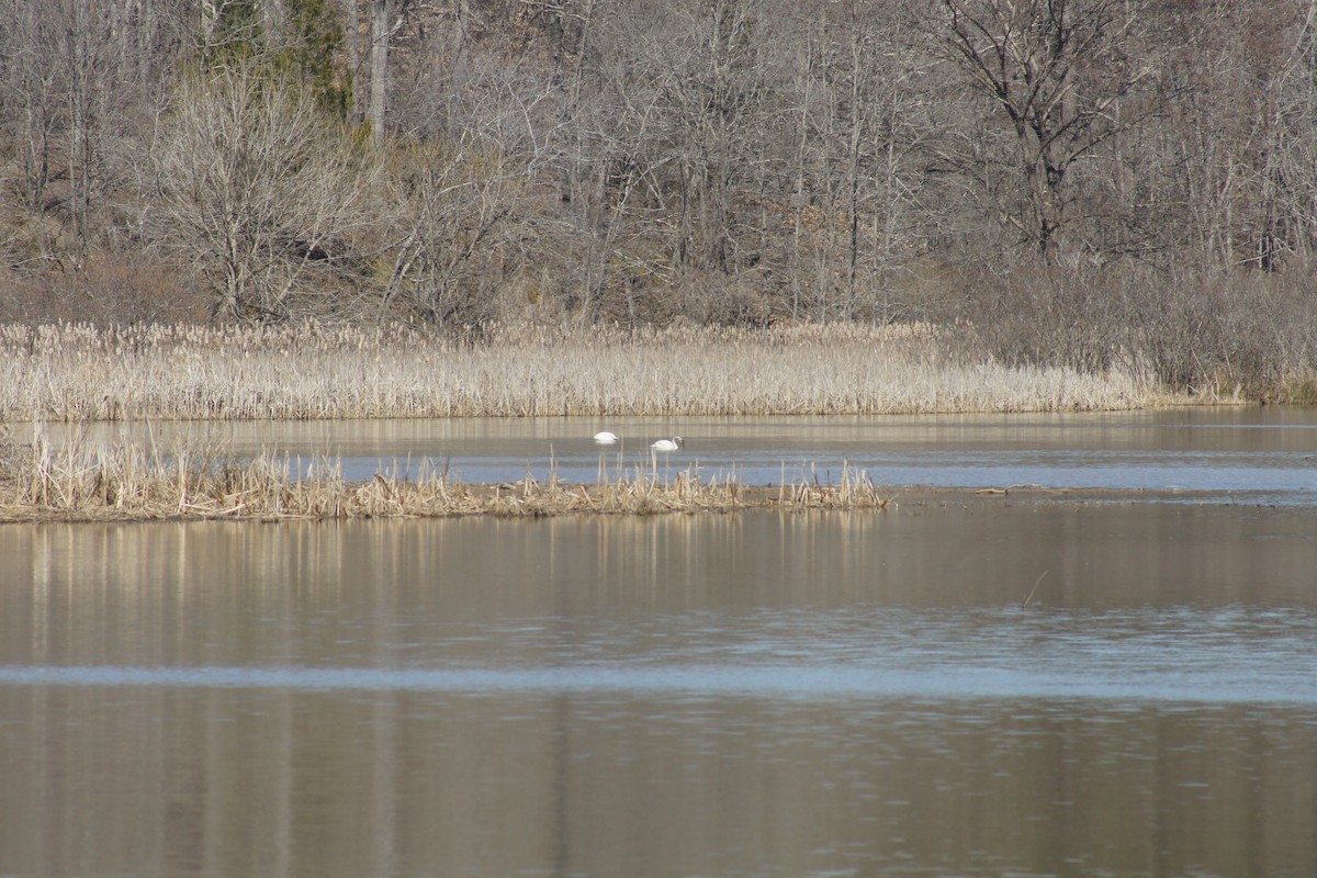 Tundra Swan - David Brooks