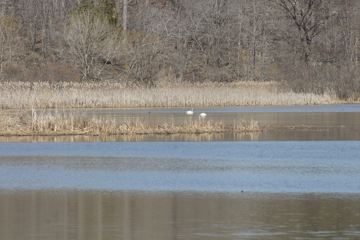 Cygne siffleur - ML315917091