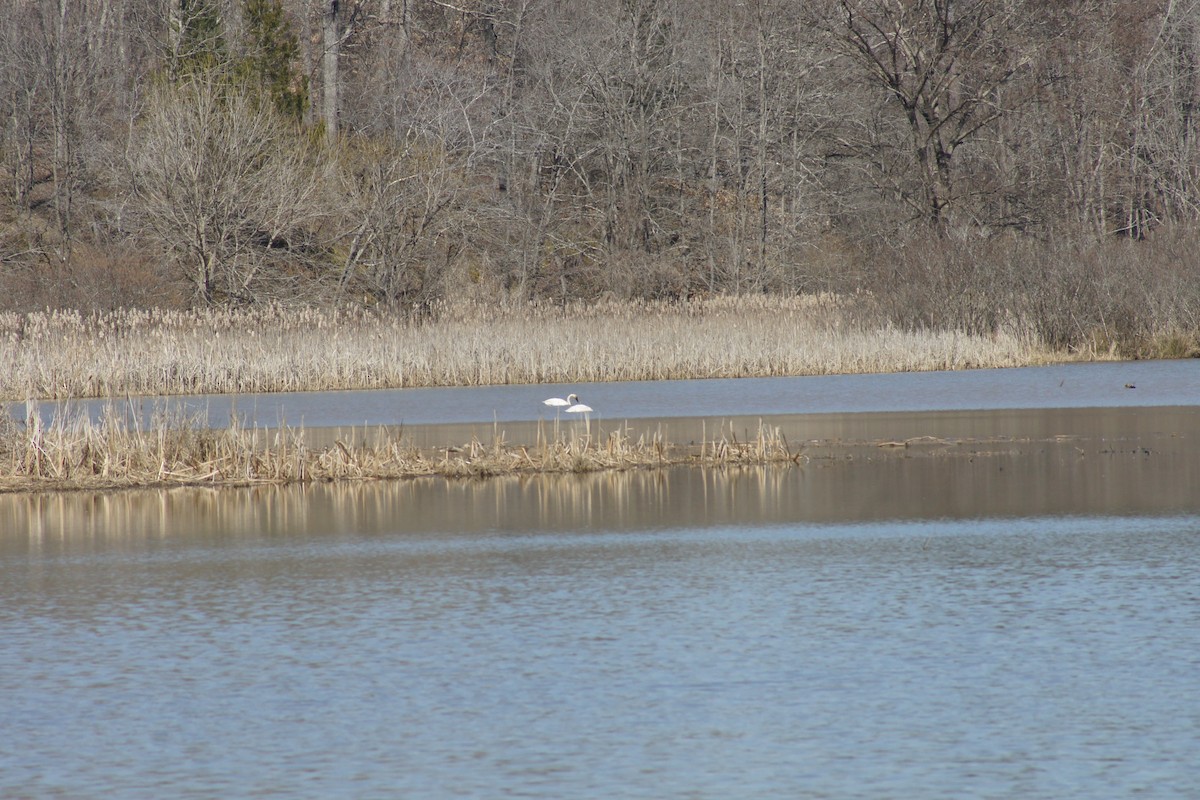 Cygne siffleur - ML315917101