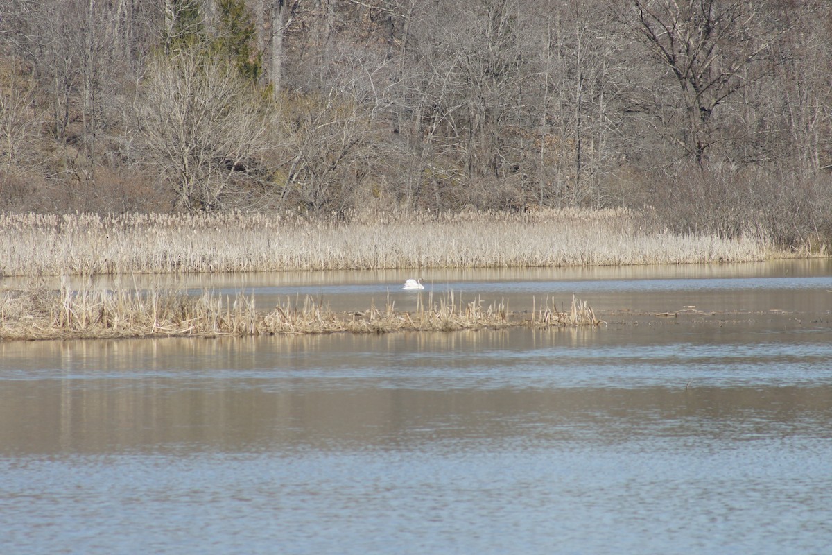 Tundra Swan - ML315917111