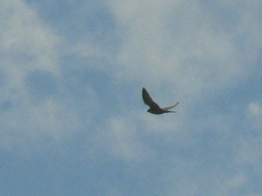 Peregrine Falcon - Douglas Leighton