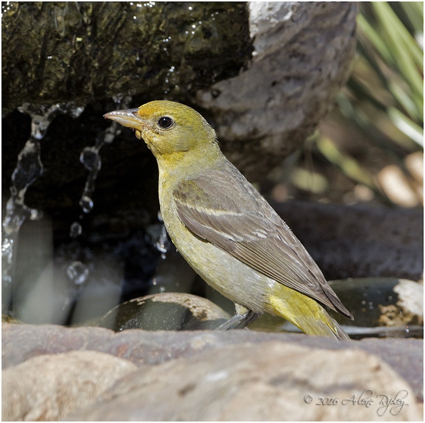 Western Tanager - ML31591841