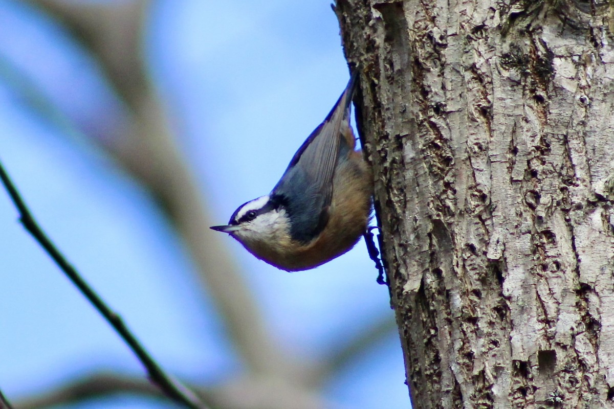 Red-breasted Nuthatch - ML315920761