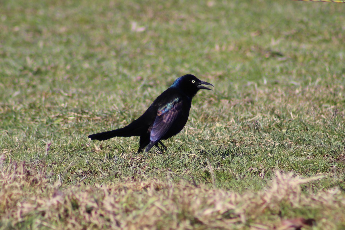 Common Grackle - ML315921501