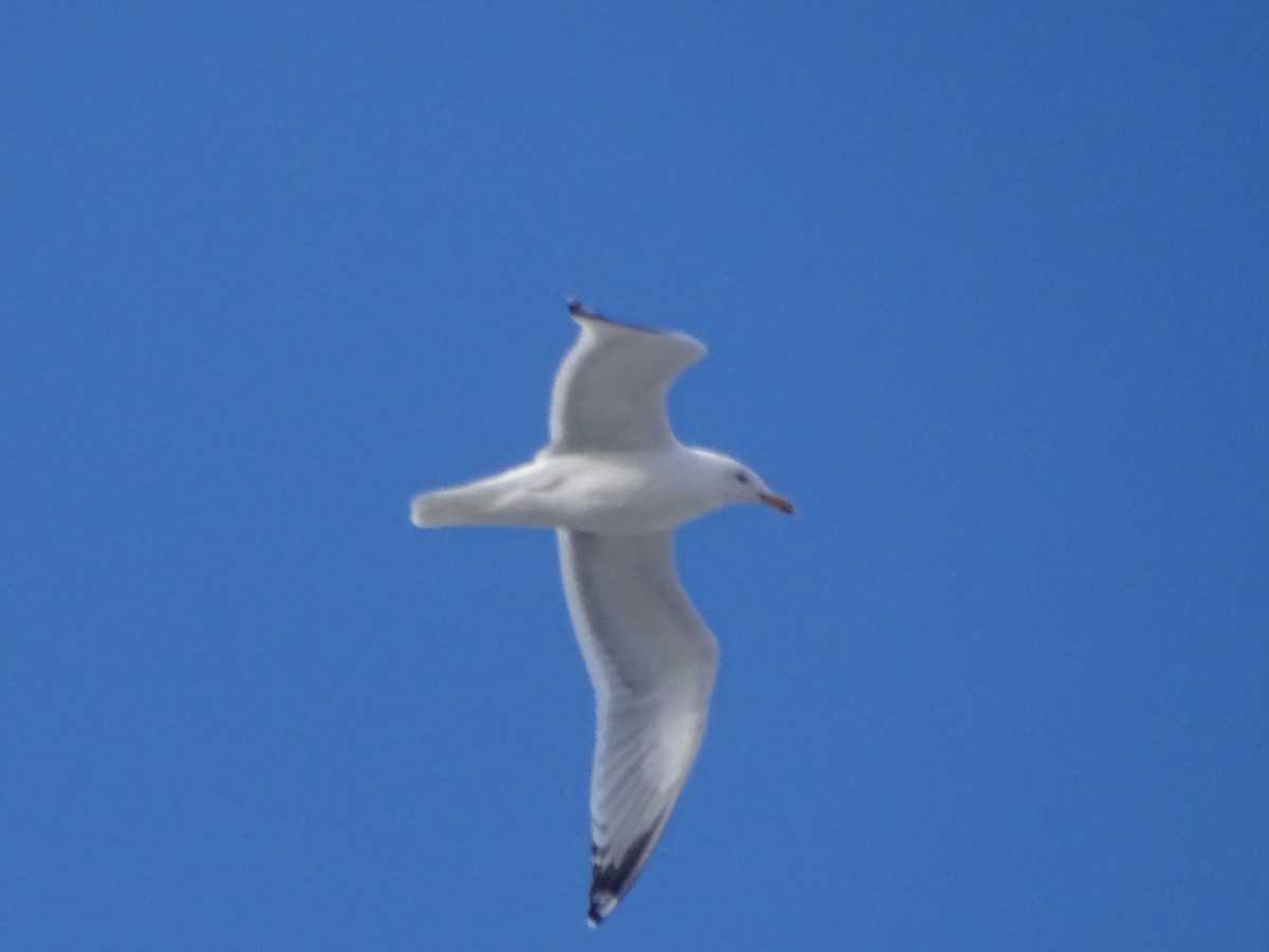 Herring Gull - Matt Osborne