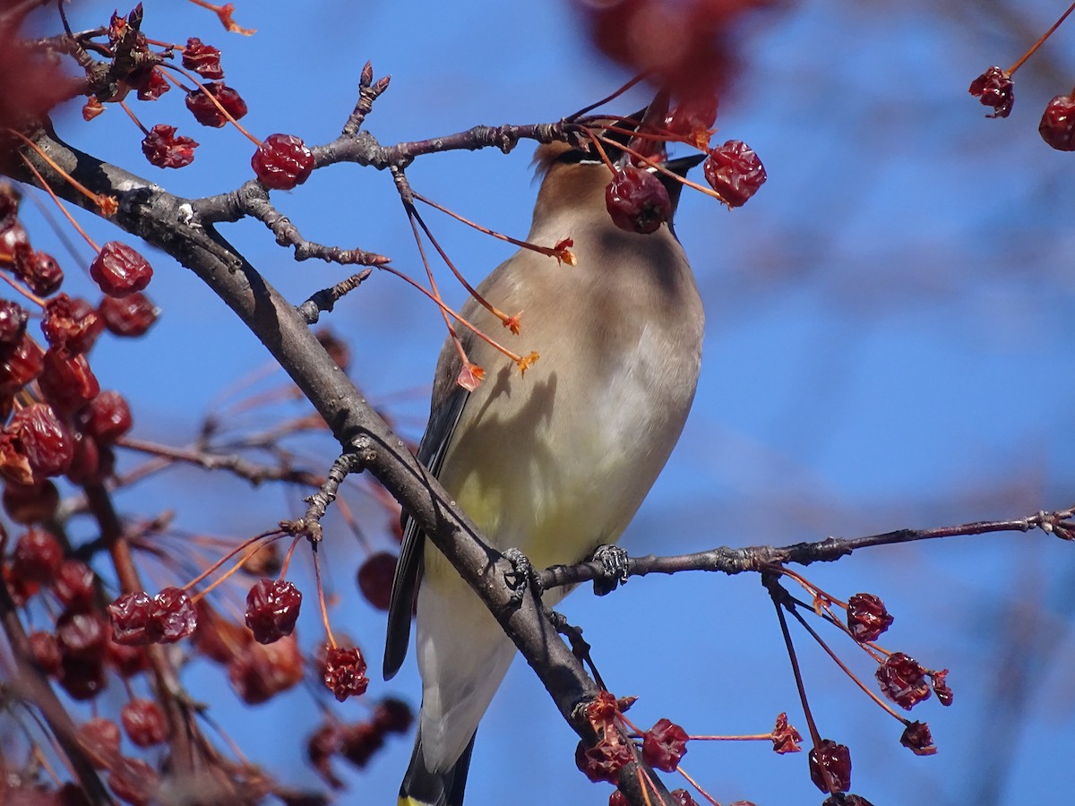 Cedar Waxwing - ML315921831