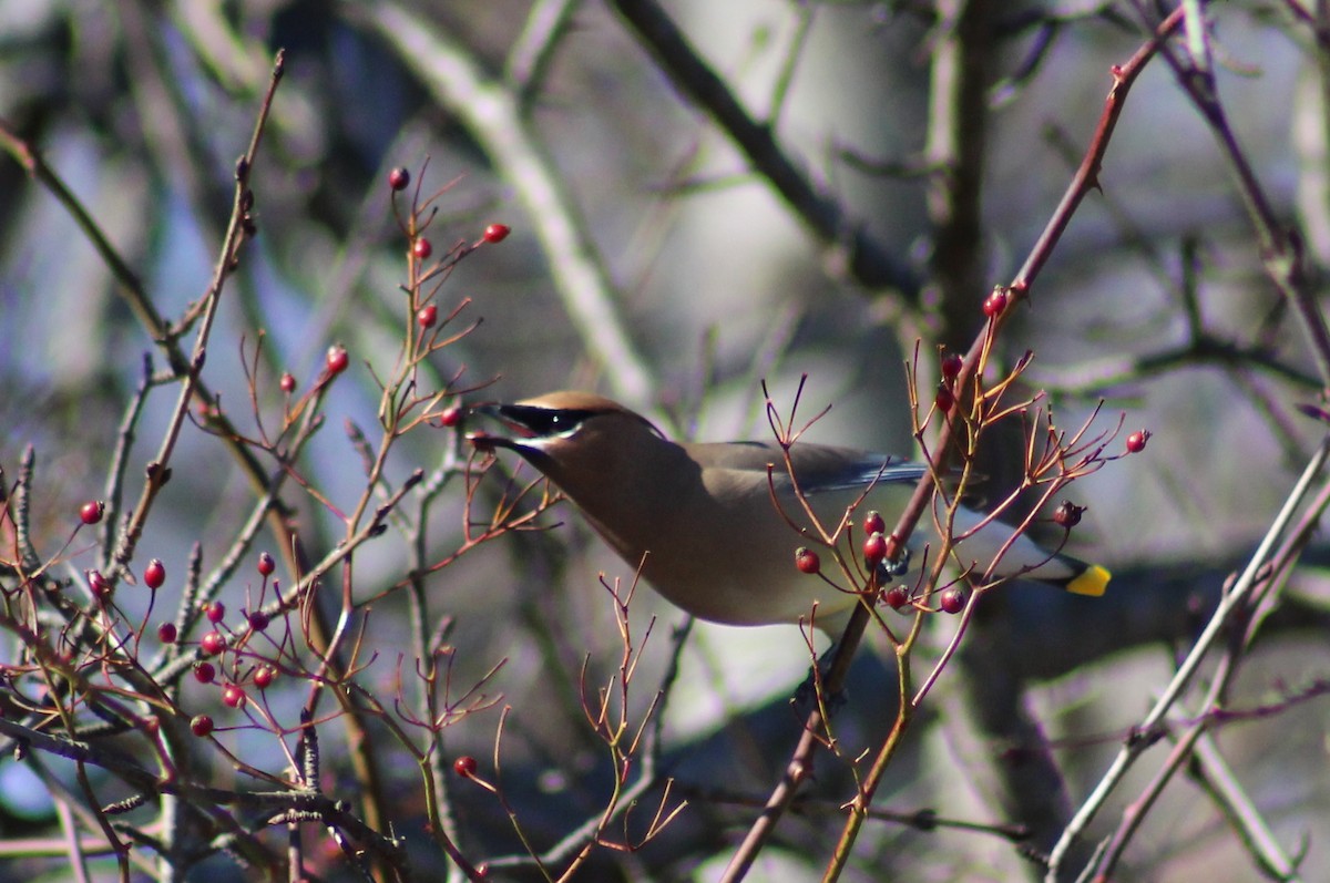 Cedar Waxwing - ML315922161